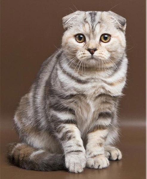 Алина Клышбекова