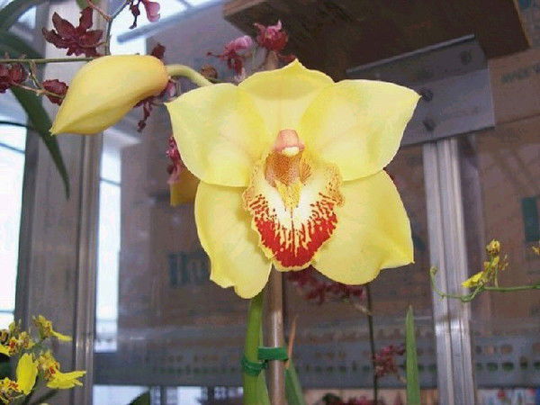 Алиса Миронова