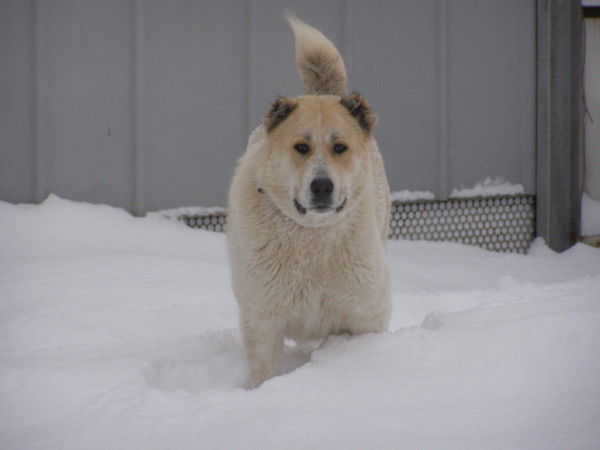 Сергей Шульгин