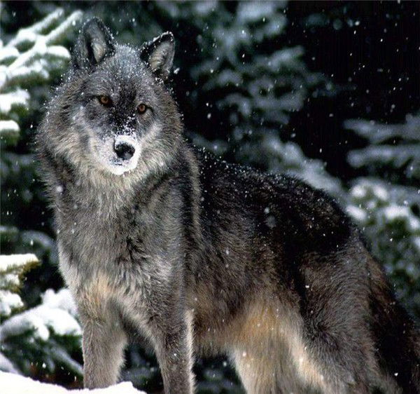 Александр Колесников