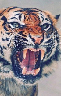 Кейс Магнум