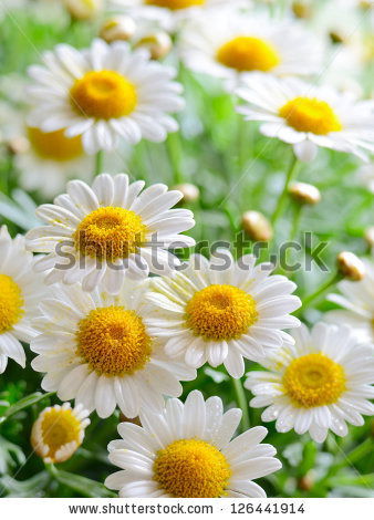 Ольга Калита