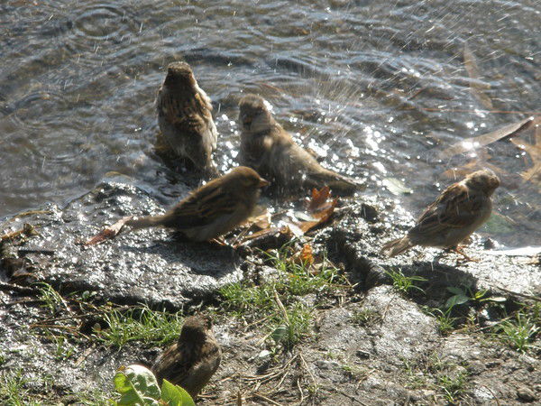 Ирина Чурсанова