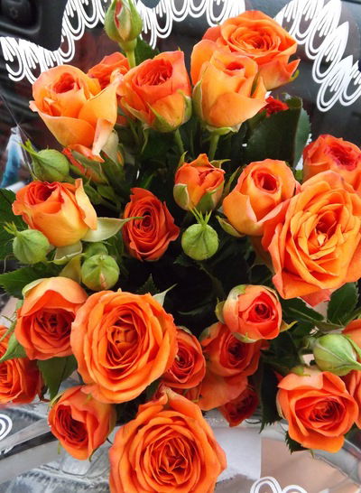 Анастасия Иванчикова