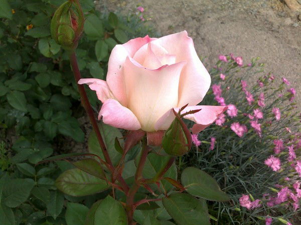 Наталия Козачек