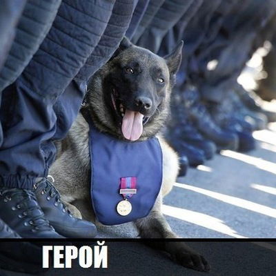 Александр Головаха