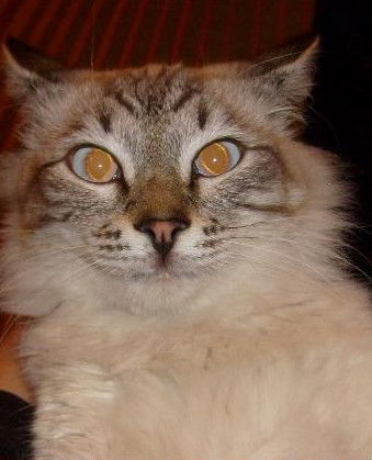 Вячеслав Рымарев