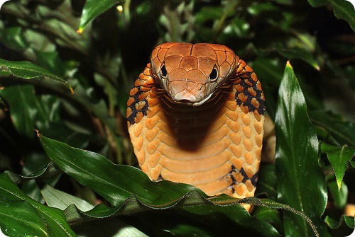 Александра Кадочникова