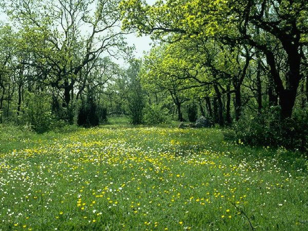 Рустем Молдахметов
