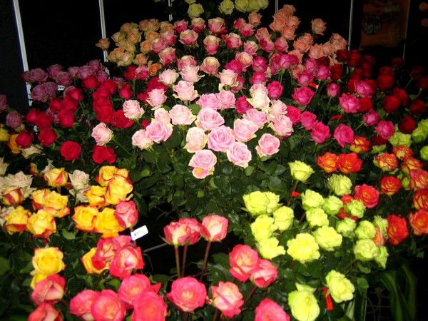 Андрюша Баранов