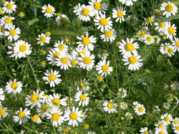 Елена Фамиева