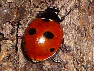 Надежда Третьякова