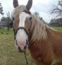 Катруся Кльофа