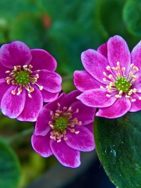 Ольга Волкова