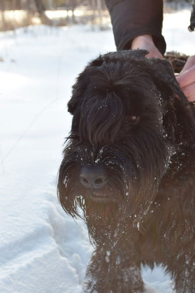 Фарамонд Фемели