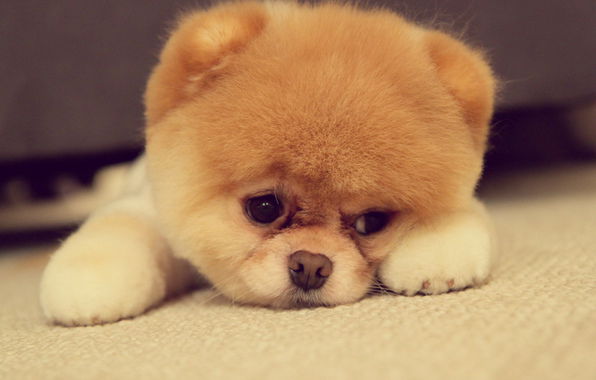 Алексей Черявко