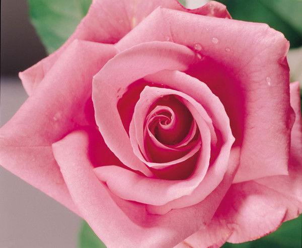 Мейрамкул Абдишева