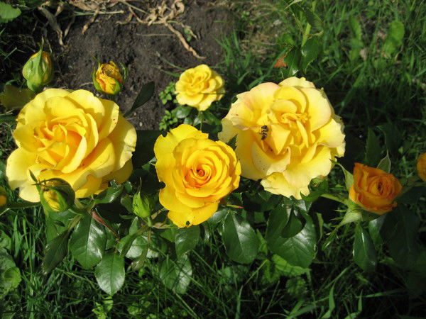 Людмила Дудорева