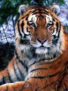 Руслан Джанбакиев