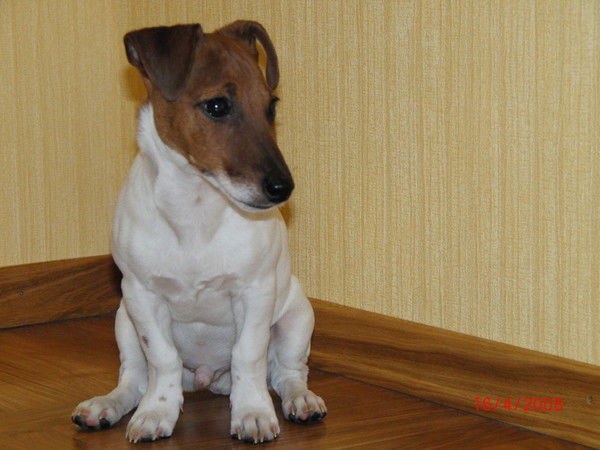 Дмитрий Карпухин