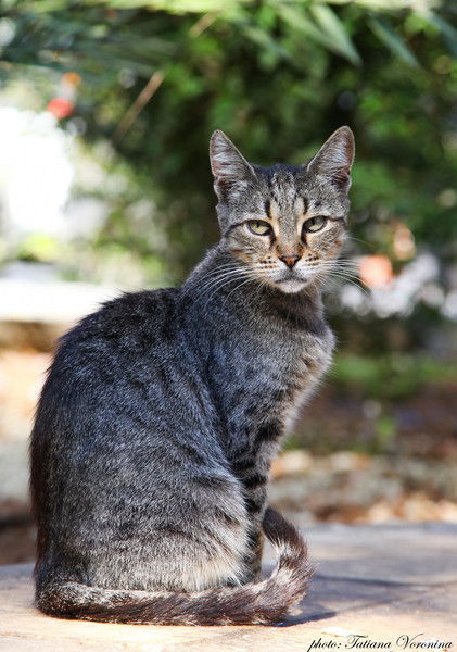 Наталья Голик