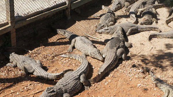 Людмила Печенцова