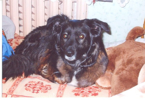 Константин Шамин