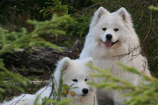 Елена Оболкина