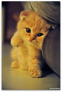 Резеда Фахрутдинова