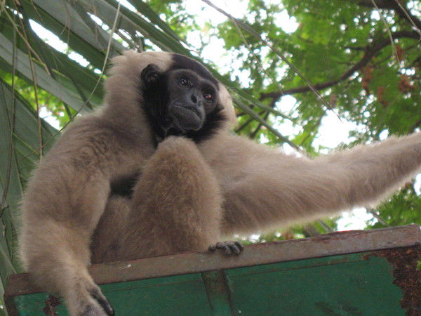 Константин Британов