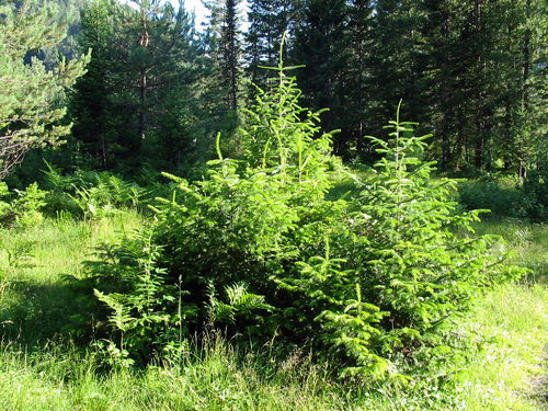 Максим Макаревич