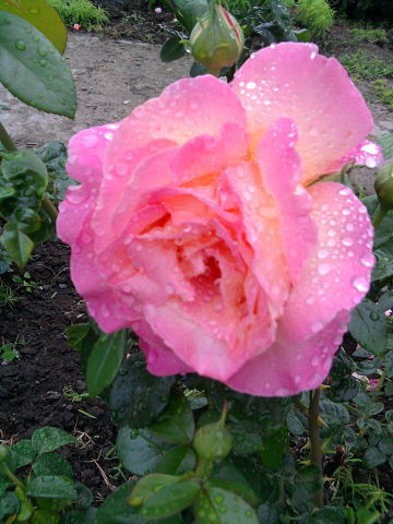 Ольга Богадица