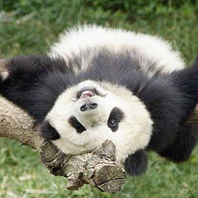 Дмитрий Кузьмин