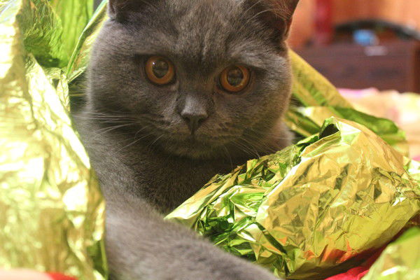 Наталья Садыкова