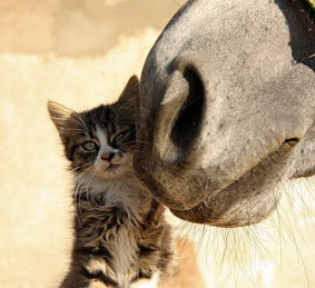 Идиот Безмозглый