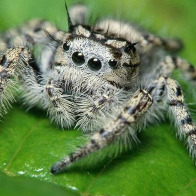 Аня Шевцова