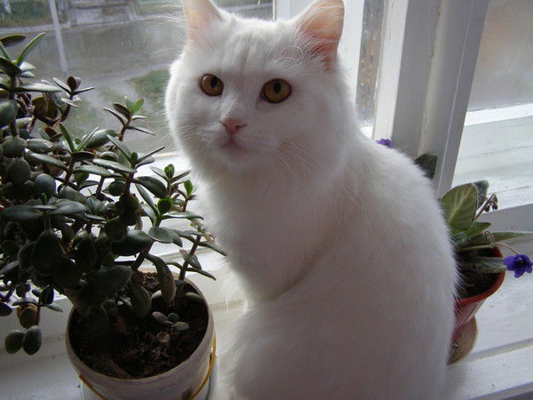 Надежда Куртубадзе