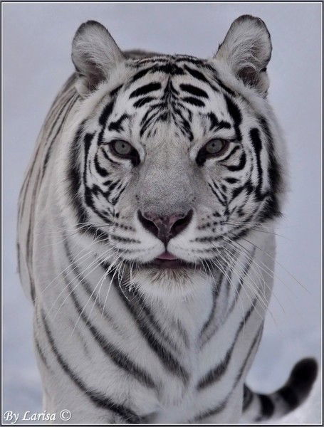 Надежда Посягина