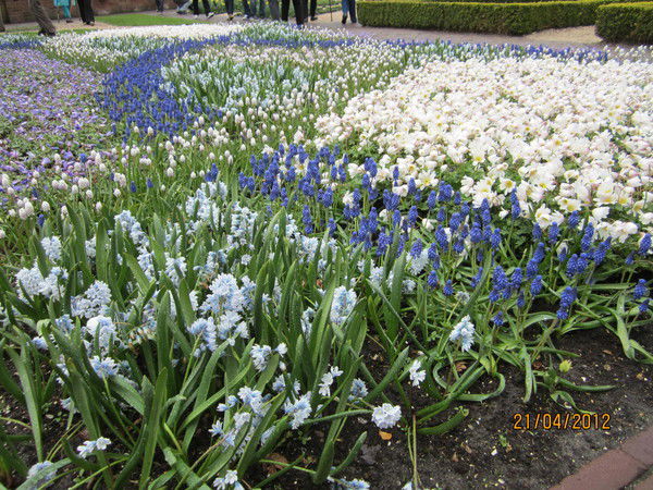 Светлана Коршунова