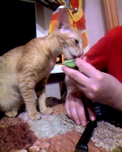 Софья Вербицкая