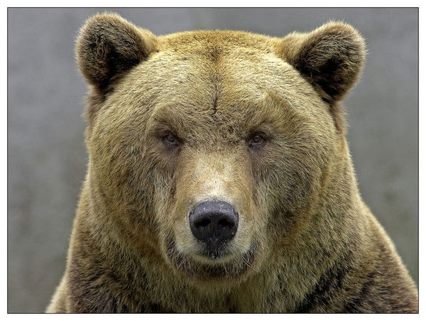 Максим Голиков