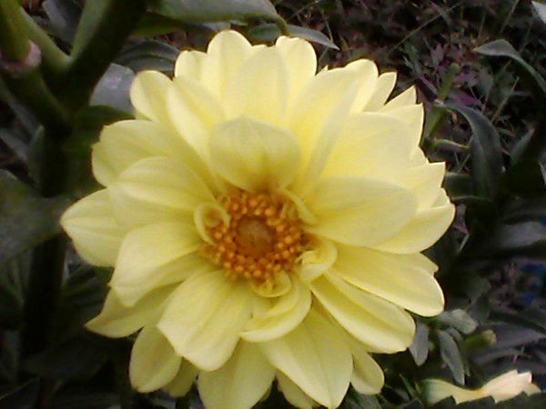 Лариса Григорьевна