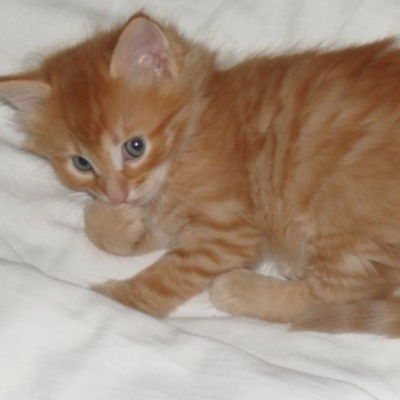 Саша Шкурина