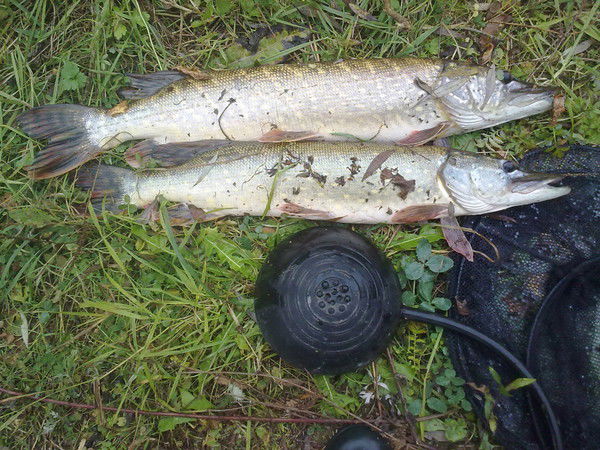 Игорь Дербуш