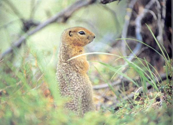 Юля Горчакова