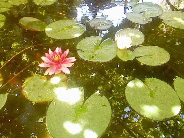 Таня Танечка