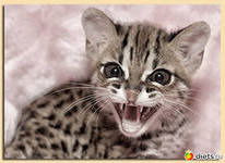 Хадижат Джамалова