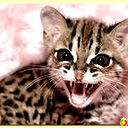 Хадижат Джамалова