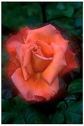 Женискул Куатова