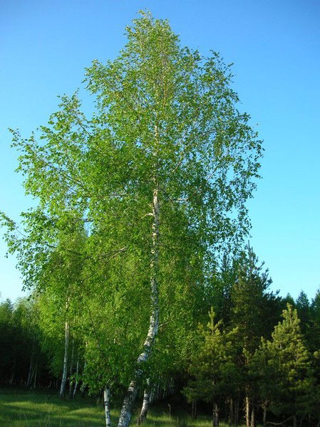 Ольга Кригер